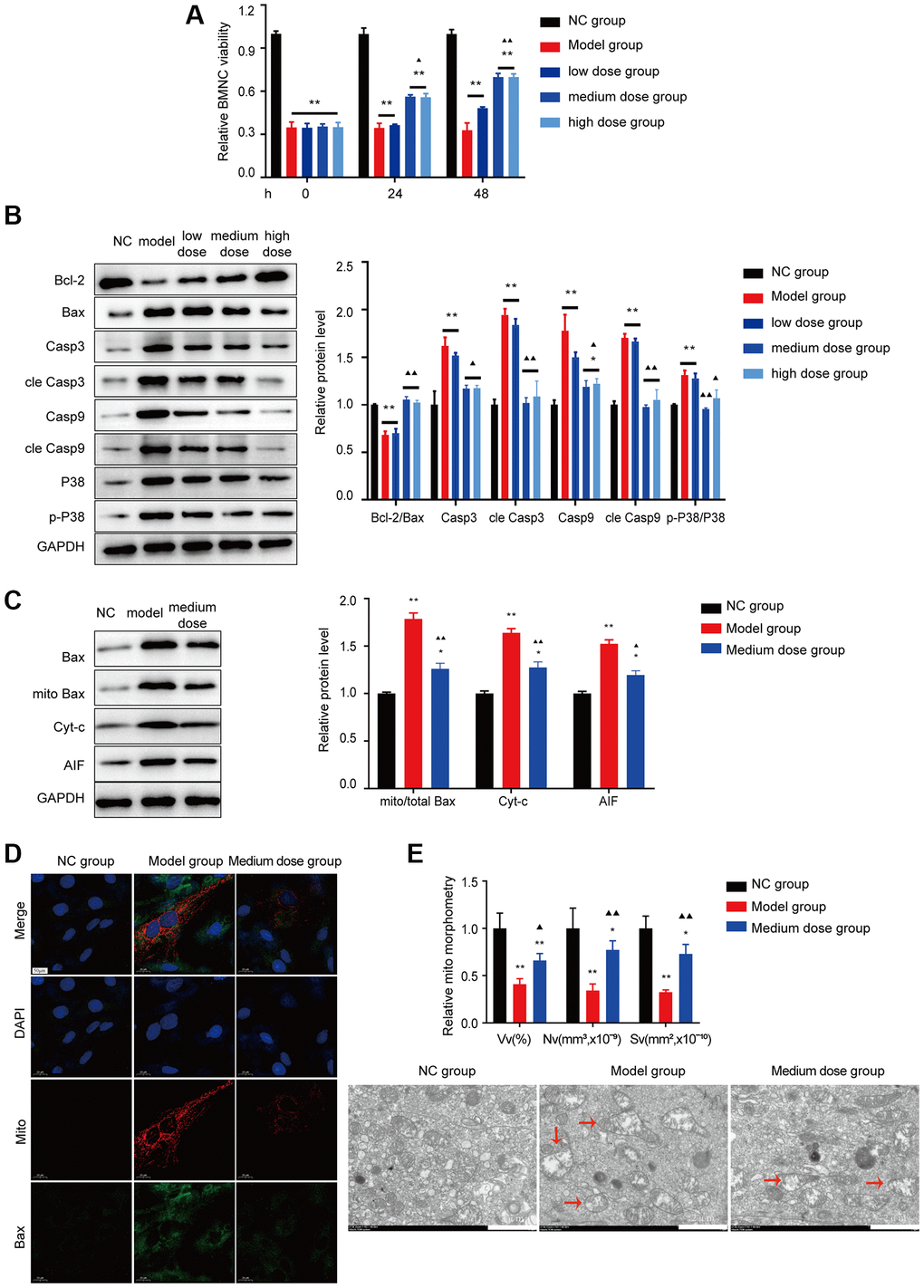 Effects of ASP on apoptosis in vitro. (A) BMNC cell viability was tested in vitro. (B) Markers of Bcl-2/Bax pathway apoptosis and the p38/MAPK signaling pathway were tested using Western blotting in BMNC cells. (C) Markers of Bax-associated mitochondrial apoptosis pathway were tested after treated with medium dose ASP. (D) The colocalization of Bax with mitochondria (yellow dots). (E) Mitochondrial structure was detected by electron microscopy. Note: *P **P ▲P ▲▲P 