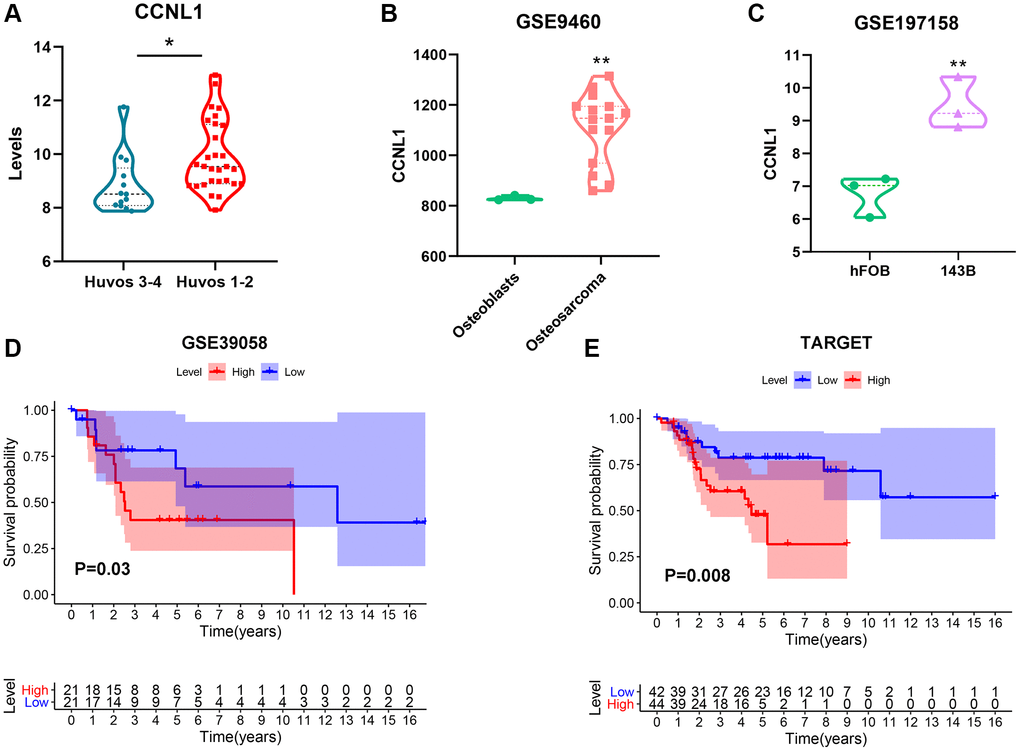 The expression and prognostic value of CCNL1 in OS. The expression of CCNL1 was overexpressed in low (Huvos 1–2) Huvos grade OS patients *P A). CCNL1 level was higher in OS tissue **P B), and cell lines **P C). High CCNL1 level was correlated with worse prognosis in OS in GSE39058 and TARGET cohorts (D, E).