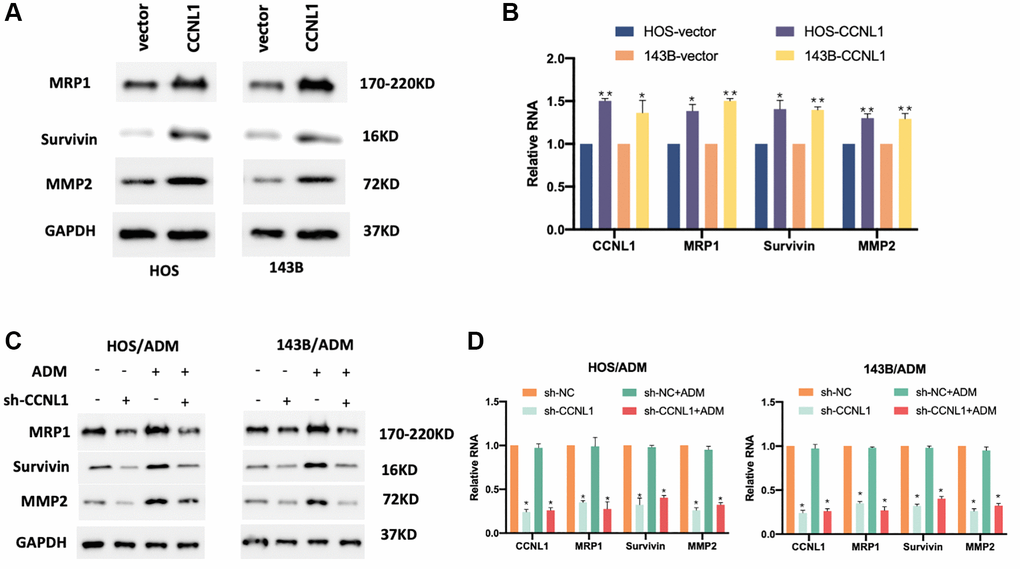 CCNL1 promoted drug resistance of OS cells. The expression of MPR1, Survivin, and MMP2 in HOS and 143B cells examined by western blot (A) and qRT-PCR analysis (B). *P **P C) and qRT-PCR analysis (D). *P **P 