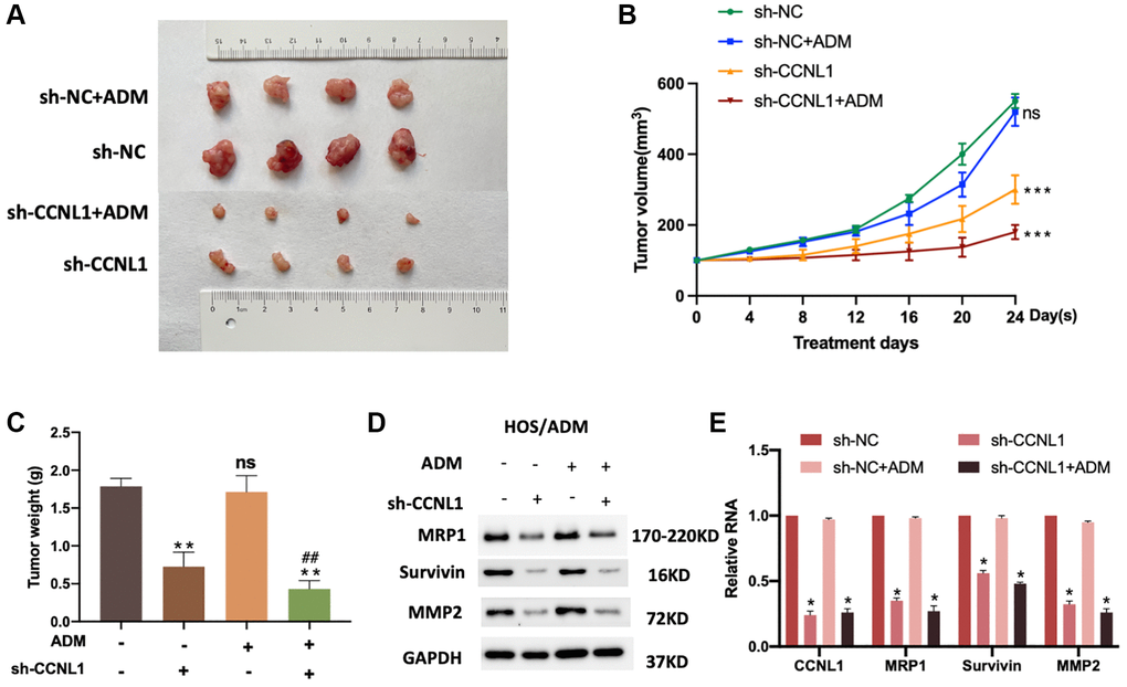 Knockdown of CCNL1 suppresses tumor growth. (A) Picture of tumors removed from NOD/SCID mice 24 days after HOS cells transfected with vector and sh-CCNL1 with or without ADM intervention. (B) Tumor size of HOS/ADM model every four days. ns, no significance, vs. sh-NC. ***P C) Tumor weight of the above model on the 24th day of ADM intervention or equal volumes of saline. **P ##P D), and qRT-PCR (E). *P 
