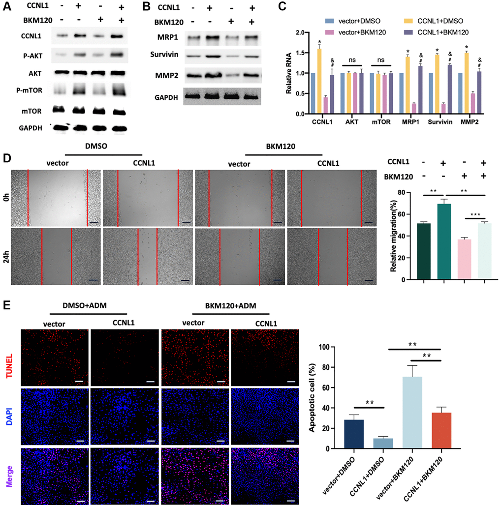 PI3K/AKT-mTOR pathway was related to the CCNL1-induced ADM resistance and progression of OS. (A) Western blot results of CCNL1, p-AKT, AKT, p-mTOR, mTOR, and GAPDH in HOS cells. (B) Western blot results of MRP1, Survivin, MMP2, and GAPDH in HOS cells. (C) qRT-PCR results of the related mRNAs CCNL1, AKT, mTOR, MRP1, Survivin, and MMP2 in HOS cells. *P #P &PD) Wound-healing assay of HOS cells at 0 h, 24 h. Bar = 200 μm. *P **P E) The rate of tunnel-positive HOS cells when exposing to ADM. Bar = 200 μm. **P 