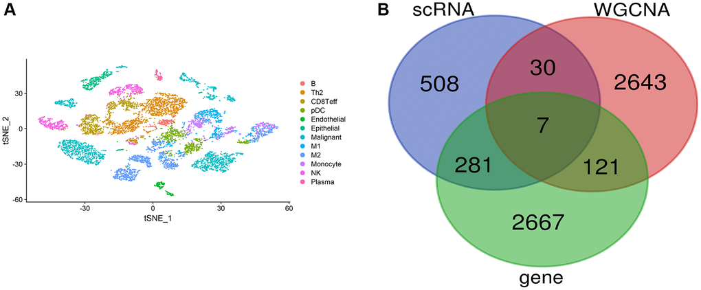 Single-cell data analysis. (A) Clustering annotation results of single-cell data; (B) Venn diagram for key gene selection.