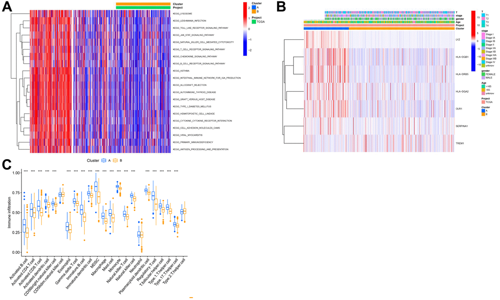 Analysis of subtypes based on key genes. (A) GSEA analysis results of different cluster outcomes. (B) Heatmap of cluster subgroups and clinical characteristics; (C) ssgsea analysis results of different clusters.