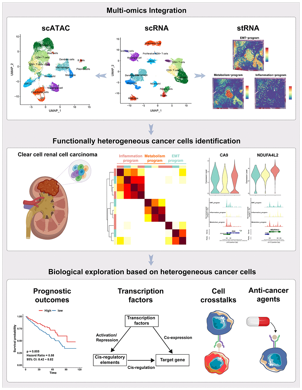 The workflow of the presented study. In this study, we approached the functional heterogeneity of cancer cells from a single-cell multi-omics perspective, classifying them into metabolism, inflammatory, and EMT meta programs. Spatial transcriptome sequencing provided spatial information about these distinct meta programs within cancer cells. Bulk-RNA data revealed the high clinical prognostic value of the functional heterogeneity of cancer cells. Transcription factor regulatory networks and motif activities unveiled key transcription factors regulating the functional heterogeneity of ccRCC cancer cells. Interactions between different meta programs cancer cells and other cellular subpopulations in the tumor microenvironment were demonstrated using cellphoneDB. Finally, we assessed the sensitivity of cancer cells from different meta programs to various anticancer drugs.
