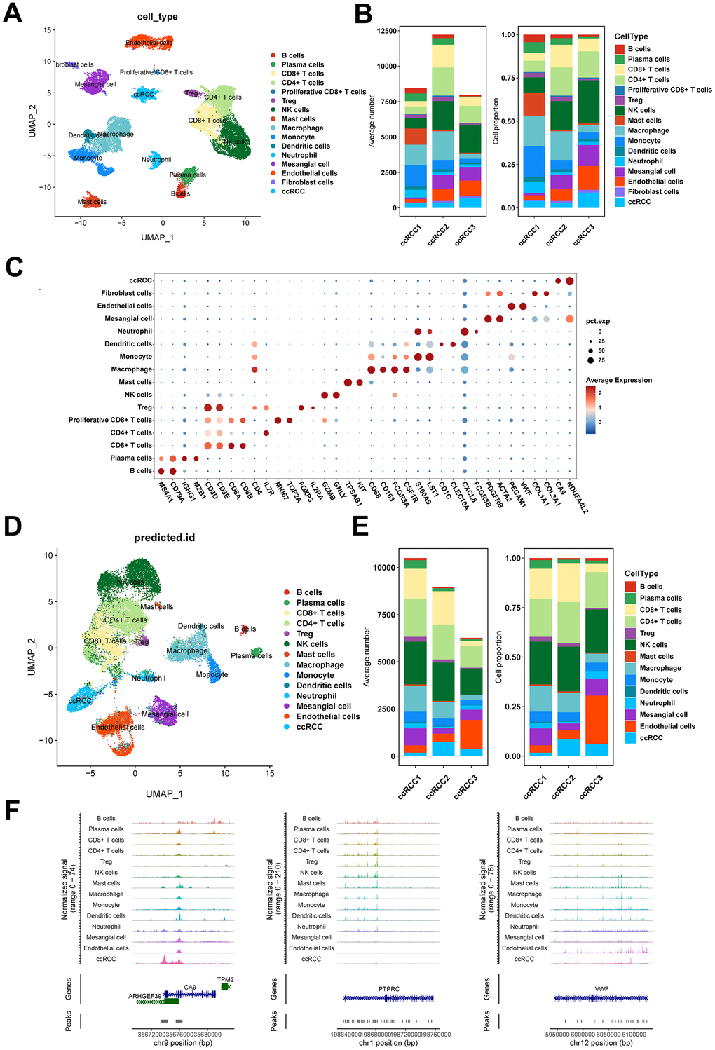 Single-cell transcriptome and epigenome profiles of ccRCC. (A) UMAP embedding of cells from scRNA-seq data. (B) Bar plots showing the number and fraction of each cell type in different samples in scRNA-seq data. (C) Dot plot displaying the expression patterns of marker genes for each cell type in scRNA-seq data. (D) UMAP embedding of cells from scATAC-seq data. (E) Bar plots showing the number and fraction of each cell type in different samples in scATAC-seq data. (F) Chromatin accessibility profiles of marker genes for each cell type in scATAC-seq data.
