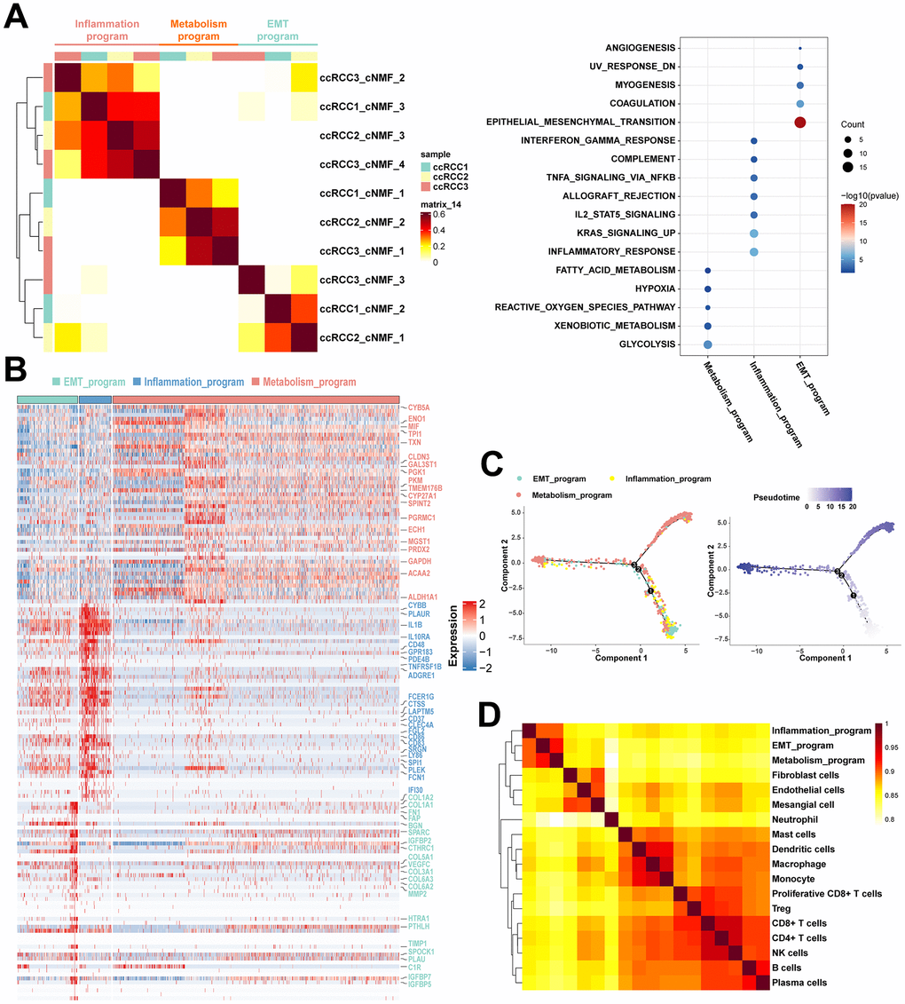 Functionally heterogenous cancer cells in ccRCC. (A) Heatmap of pairwise correlations of ten intra-tumoral programs derived from three ccRCC samples, with the right plot revealing functional characteristics of different meta programs based on functional enrichment analysis. (B) Heatmap showing the specific characteristic gene expression of three meta programs of functionally heterogenous cancer cells. Characteristic genes of three meta programs were marked by the color. (C) Pseudotime analysis of three meta programs of functionally heterogenous cancer cells based on Monocle2. The numbers 1, 2, and 3 represent node changes in cell differentiation, where nodes 1 and 2 have fewer branches, while node 3 is the main node of cell differentiation. (D) Pairwise correlation plot of cell types identified in scRNA-seq data, illustrating similarities between different cell types in ccRCC.