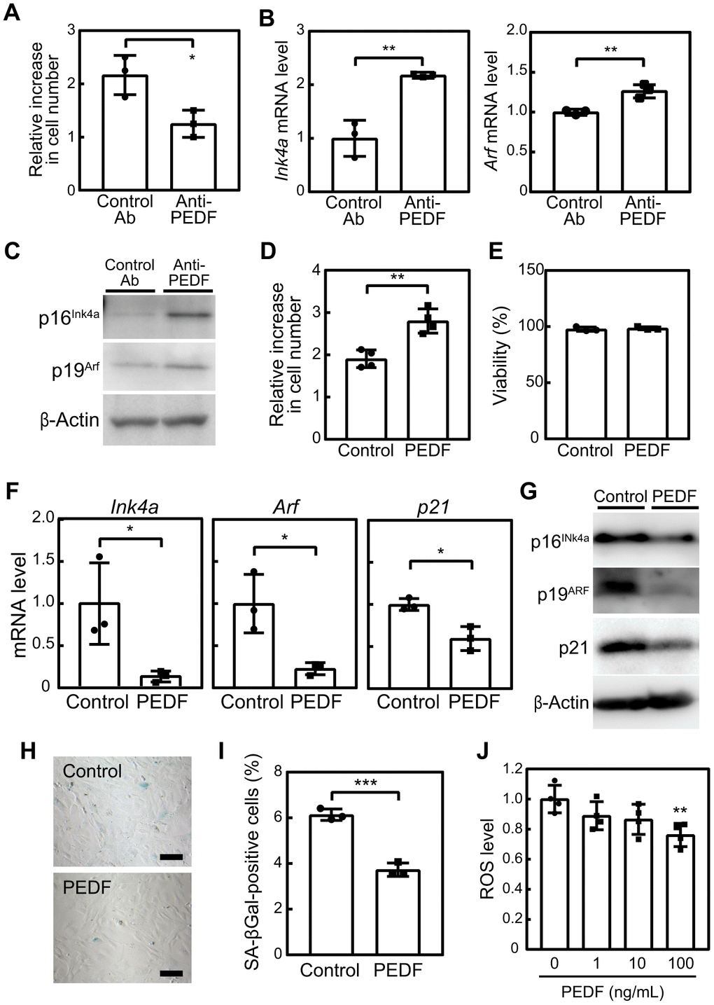 PEDF mediates the anti-cellular senescence effects of C2C12-CM. (A–C) MEFs were cultured in the presence of C2C12-CM treated with a control or PEDF antibody for 3 days. (A) Cell numbers were counted and relative changes in cell numbers in 3 days were plotted. (B) Total RNA was isolated from MEFs and the expression of Ink4a and Arf was analyzed by real-time PCR. Values were normalized to Gapdh in each sample. (C) p16INK4a and p19ARF levels were analyzed by immunoblotting. β-Actin was used as the loading control. (D) MEFs were cultured in the presence of a recombinant of PEDF (100 ng/mL) for 3 days. Changes in cell numbers were plotted. (E) Cell viability was determined by the trypan blue exclusion assay. (F) The expression of Ink4a, Arf, and p21 was analyzed by real-time PCR. Values were normalized to Gapdh in each sample. (G) p16INK4a, p19ARF, and p21 levels were analyzed by immunoblotting. β-Actin was used as a loading control. (H) Cells were stained for SA-β-gal. Scale bar, 100 μm. (I) The percentage of SA-β-gal-positive cells was plotted. (J) Cells were stimulated with the indicated concentrations of recombinant PEDF for 3 days. Intracellular ROS levels were analyzed in each sample, and relative values were plotted against the average of the control sample. Values represent means ± SD. Data were analyzed by the Student’s t-test (A, B, D–F, I) or a one-way ANOVA and Tukey’s post-hoc analysis (J). *P P P 