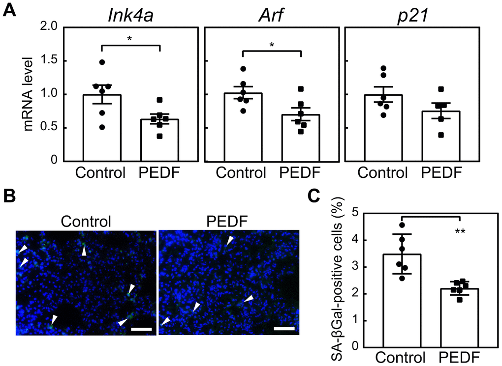 PEDF suppresses cellular senescence in lung tissues. A recombinant PEDF protein (10 μg/kg body weight) was intraperitoneally injected twice a week for 4 weeks. (A) The expression of Ink4a, Arf, and p21 in lung total RNA was analyzed by real-time PCR. Values were normalized to Gapdh in each sample. (B) Lung tissues were stained for SA-β-gal. Arrowheads indicate SA-β-gal-positive cells. Scale bar, 50 μm. (C) The number of SA-β-gal-positive cells was counted in each sample. Values represent means ± SEM. Data were analyzed by the Student’s t-test. *P P 