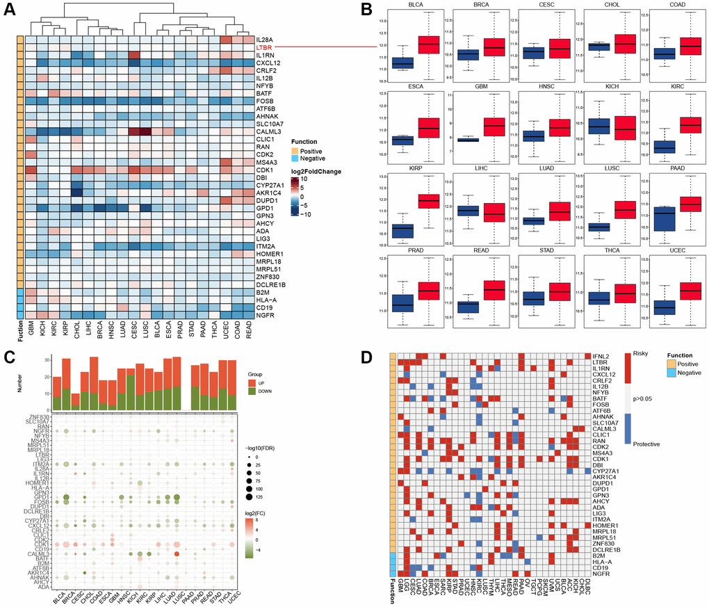Expression and prognostic analysis. (A) The gene expression of T cell proliferation regulatory genes in cancers. (B) Box plots showing the expression distribution of LTBR across tumor and normal samples. (C) Histogram (upper panel) shows the number of significantly differentially expressed genes, and the heatmap shows the fold change and FDR of T cell proliferation regulatory genes in each cancer. (D) Summary of the correlation between expression of T cell proliferation regulatory genes and patient survival.