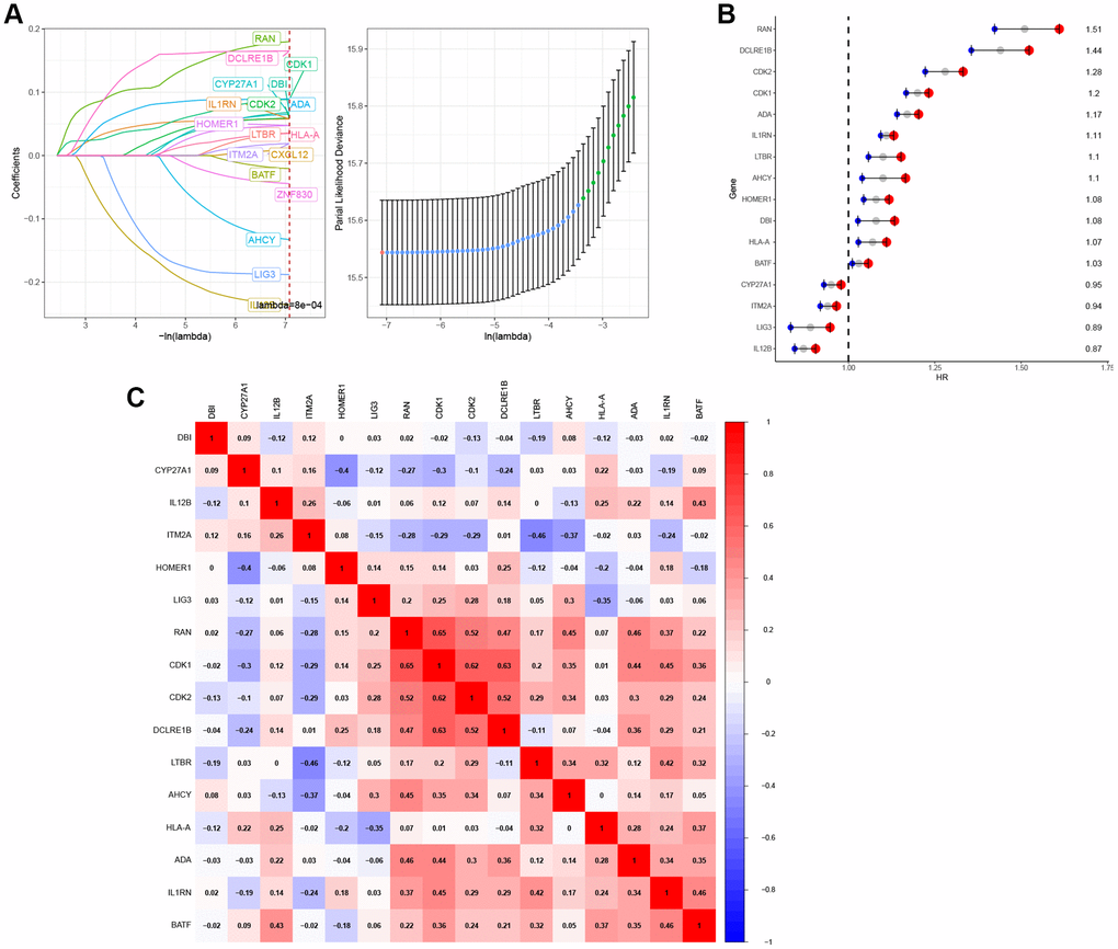 Construction of T-cell proliferation regulatory genes-characteristic signature for pan-cancer. (A) 16 T-cell proliferation regulatory genes were identified by LASSO analysis. (B) 16 T-cell proliferation regulatory genes were analyzed by Cox regression. (C) The correlation heat map of 16 T-cell proliferation regulatory genes.
