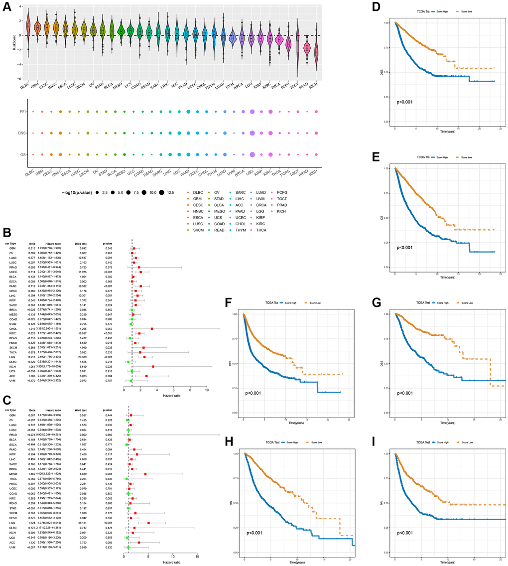 Prognostic performance of the 16 T-cell proliferation regulatory genes score. (A) Score of T-cell proliferation regulatory genes in pan-cancer. The forest map shows the effects of T cell proliferation regulatory genes score on various predictors of prognosis in the pan-cancer train cohorts (B) and the test cohorts (C), respectively. T cell proliferation regulatory genes score survival analysis in the pan-cancer train cohorts, including DSS (D), OS (E), and PFI (F). T cell proliferation regulatory genes score survival analysis in the pan-cancer test cohorts, including DSS (G), OS (H), and PFI (I).