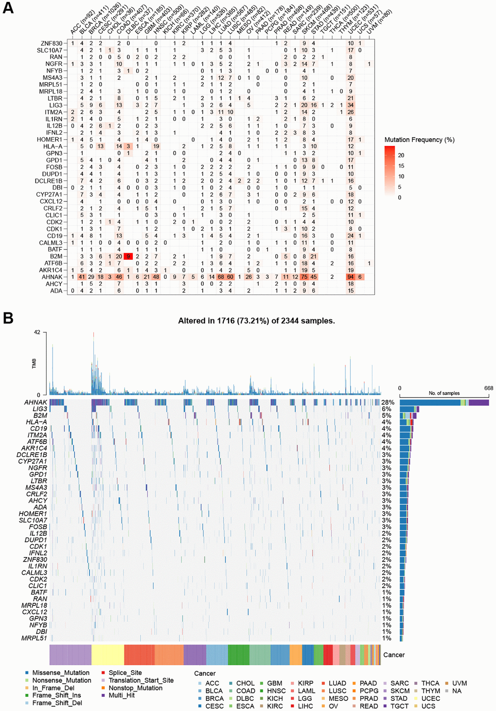SNV frequency and variant types of T cell proliferation regulatory genes. (A) Mutation frequency of T cell proliferation regulatory genes. (B) SNV oncoplot. An oncoplot showing the mutation distribution of T cell proliferation regulatory genes and a classification of SNV types.