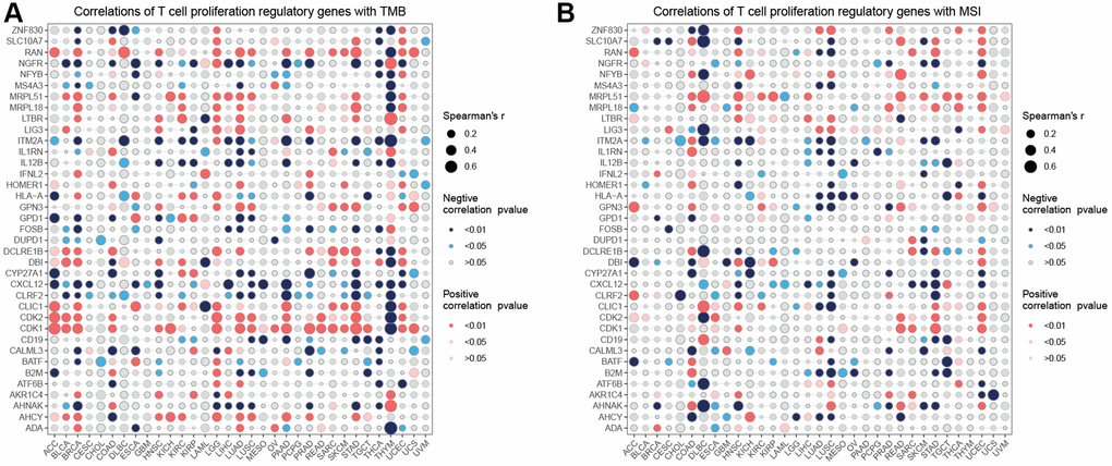 Correlation analysis. Correlation analysis of T cell proliferation regulatory genes with TMB (A) and MSI (B).