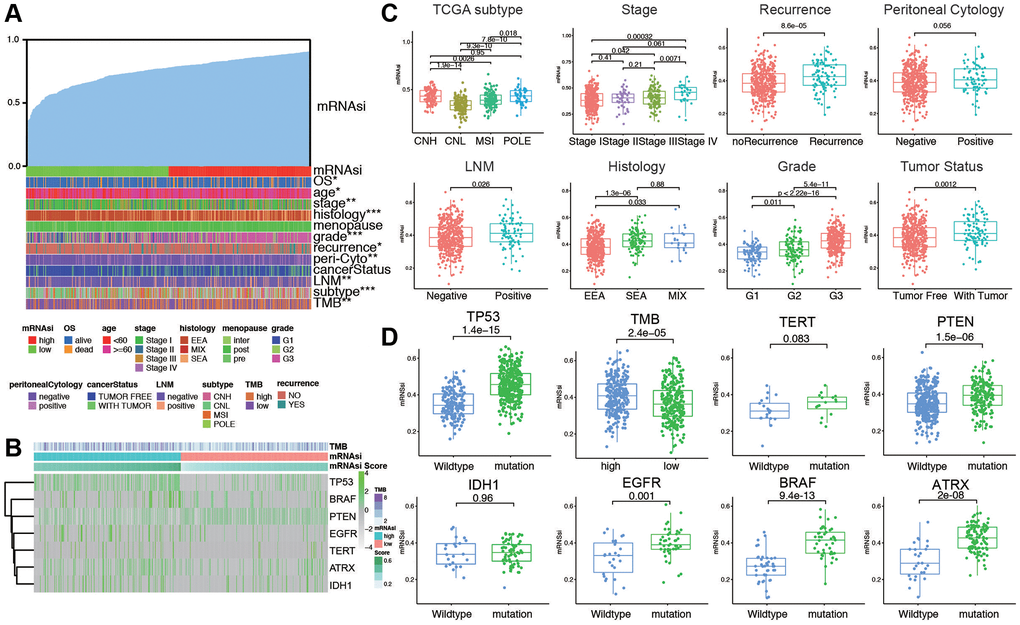 The clinical and molecular features associated with the stemness index (mRNAsi) in EC patients. (A) An overview of the association between mRNAsi and clinicopathological features of patients. Columns represented samples ranked by mRNAsi from low to high (top row), and rows represent known clinical and molecular characteristics associated with mRNAsi. (B) Heatmap of the association between TMB and somatic mutation status of the most popular biomarkers of EC. (C) Distribution of mRNAsi in different clinicopathological features including TCGA subtypes, stage, recurrence, peritoneal cytology, LNM, histology, grade, and tumor status displayed by boxplots. (D) Distribution of mRNAsi in different somatic mutation status of the biomarkers including TP53, TMB, TERT, PTEN, IDH1, EGFR, BRAF, ATRX.