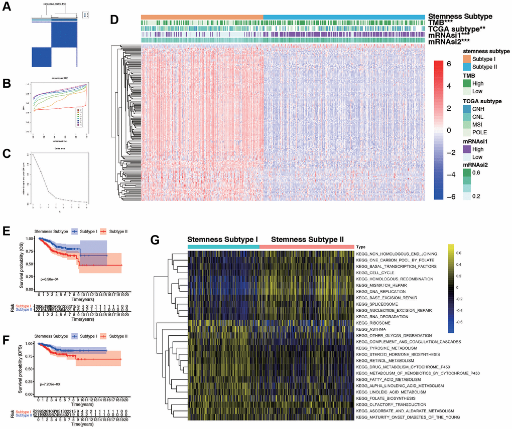 Consensus clustering based on the DEGs and assessment of the Stemness Subtypes. (A) Consensus clustering matrix for EC patients for DEGs in EC. (B) Consensus clustering distribution function (CDF). (C) Relative changes in the area under the CDF curve. (D) The heatmap shows the of 145 DEGs (including 3 up-regulated and 142 down-regulated genes) between different Stemness Subtypes and the clinical characteristics (TMB, TCGA subtypes, continuous variable of mRNAsi and categorical variable) in the TCGA database. (E, F) Survival curve of patients in different subtypes. Patients in subtype I had a promising prognosis in both OS and DFS. (G) Thermogram shows the activation state of KEGG pathways in different Stemness Subtype I and II after processing by GSVA. The yellow node represents high enrichment scores, and the blue node represents low enrichment scores, p 