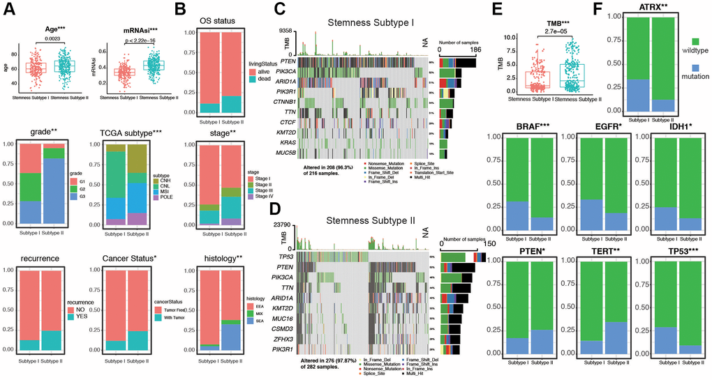 Validation of the Stemness Subtype classification and exploration of the relevant clinical features and somatic mutational characteristics. (A, B) Differences in clinical features between distinct Stemness Subtypes in TCGA cohorts. (C, D) The waterfall plot of tumor somatic mutation established by those with Stemness Subtype I and Stemness Subtype II. Each column represented individual patients. The upper bar plot showed TMB, the number on the right indicated the mutation frequency in each gene. The right bar plot showed the proportion of each variant type. (E) Distribution of TMB between two subtypes. (F) The comparisons of mutational status of ATRX, BRAF, EGFR, IDH1, PTEN, TERT, and TP53 promoter between Stemness Subtype I and II. (*p **p ***p 