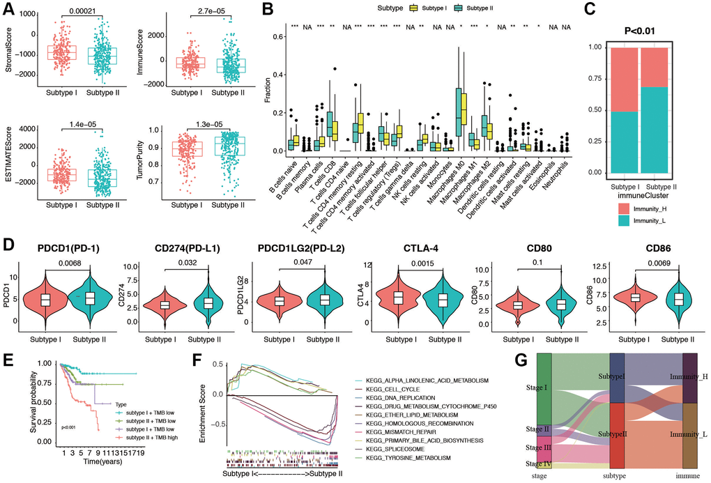 Evaluation of immunogenomic patterns and functional analysis in two stemness subtypes. (A) Different stromal score, immune scores, ESTIMATE scores, and tumor purity in two subtypes. (B) Different distributions of 22 kinds of tumor-infiltrating cells in two subtypes (*p **p ***p C) Different proportions of high and low immunity tumors in two stemness subtype. (D) The expression levels of PD-1, PD-L1, PD-L2, CTLA-4, CD80 and CD86 in Stemness Subtype I and II. (E) Survival analyses for subgroup patients stratified by both stemness subtype and TMB using Kaplan-Meier curves. (p F) GSEA showed the significantly enriched KEGG pathways based Stemness Subtype I and II. (G) Fractions of EC patients were shown in the form of a Sankey map according to different classifications (clinical stage: I/II/III/IV; stemness subtypes: I and II; immunity: high and low).