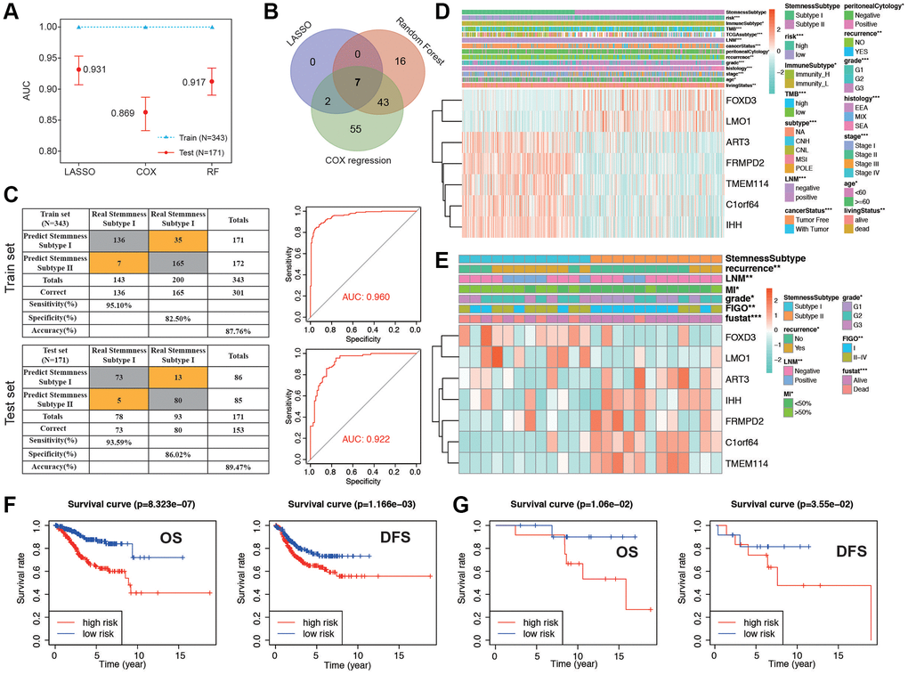 Establishment and validation of the stemness subtype-based risk signature in TCGA and cohort in our hospital. (A) The performances of three machine-learning algorithms (LASSO, COX and RF) for feature selection were, respectively, evaluated in the training set and validation set. AUCs were generated by ROC analysis. (B) Venn diagram showing the common genes of the three machine-learning methods. (C) Left panel: confusion matrices of binary results of the Stemness Subtype Predictor for the training set (upper) and validation set (lower). Right panel: ROC curves of the Stemness Subtype Predictor in distinguishing two subtypes in the training set (Upper, AUC = 0.960) and validation set (Lower, AUC = 0.922). (D, E) The heatmap showing the expression levels of 7 hub genes in the subtype I and subtype II. The distribution of clinicopathological features was compared between the two groups in TCGA cohort and cohorts in our hospital, respectively. (F) Kaplan-Meier curve of patients in low- and high-risk groups of OS and DFS in TCGA patients. (G) Kaplan-Meier curve of patients in low- and high-risk groups of OS and DFS in patients in our hospital.