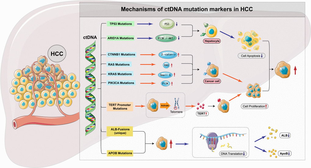 ctDNA mutation markers associated with HCC.