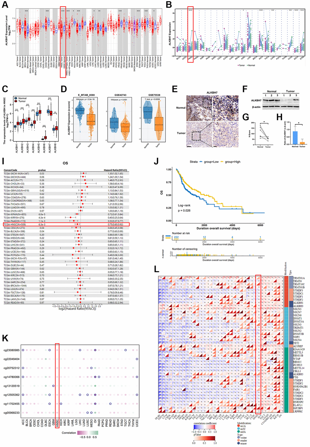 The clinical correlation of ALKBH7 expression and the modification related to ALKBH7 expression in pan cancer, especially in HNSC. (A) Differential expression of ALKBH7 in 33 cancer types and (B) in paired tumor and normal tissues of 22 cancer types from the TCGA dataset. (C) The expression levels of ALKBH in tumor tissue and adjacent normal tissue from HNSC patients. (D) Differential expression of ALKBH7 in HNSC from various datasets. (E) Representative immunohistochemical images of ALKBH7 expression in HNSC and adjacent tissues from Second Affiliated Hospital of Naval Medical University, scale bar = 100 μm (left); 20 μm (right). (F) Western blotting of ALKBH7 differential expression in tumor tissue and adjacent normal tissue from HNSC patients. (G) Quantification of the H-score for ALKBH7 protein expressed level assessed by immunohistochemical assay. (H) Quantitative ratio of gray value for ALKBH7 protein expressed level assessed by western blotting. (I) Univariate Cox regression of ALKBH7 for OS in pan-cancers. (J) Correlation between ALKBH7 expression and OS in HNSC patients from TCGA dataset. (K) The correlation between ALKBH7 expression and DNA methylation degree in pan cancer. (L) The correlation between ALKBH7 expression and RNA modification regulator expression in pan cancer. *p **p ***p ****p 