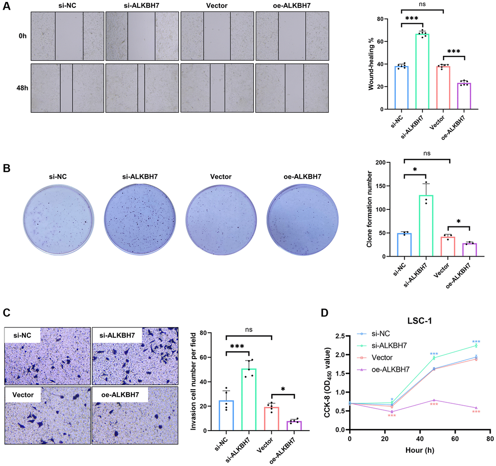 Effect of ALKBH7 expression on the function of LSC-1. (A) The wound healing assay of LSC-1 after stably up/down-regulating ALKBH7 expression, n = 6. (B) The cell colony formation assay of LSC-1 after stably up/down-regulating ALKBH7 expression, n = 3. (C) The transwell invasion assay of LSC-1 after stably up/down-regulating ALKBH7 expression, n = 5. (D) The cell proliferation of LSC-1 after stably up/down-regulating ALKBH7 expression, n = 6. *p **p ***p 