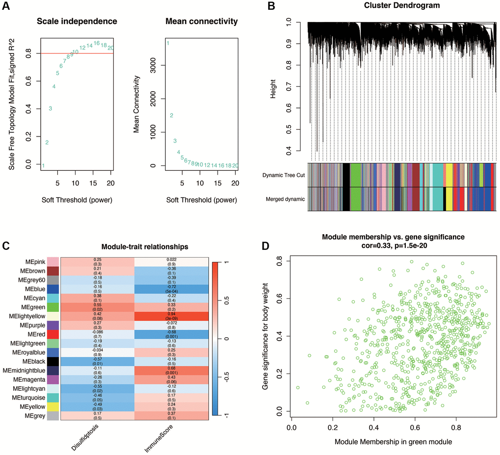 Weighted gene co-expression network analysis (WGCNA) in DN. (A) Selection of the optimal soft threshold (power of 14) ensuring data conforms to the power law distribution for network construction. (B, C) Gene clustering into 17 non-gray modules, with the green module showing the highest association with disulfidptosis phenotype (correlation and statistical significance). (D) Positive correlation between gene significance for disulfidptosis and module membership within the green module, indicating relevance to DN pathogenesis.