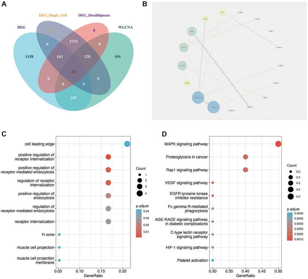 Identification of key disulfidptosis-related genes in DN. (A) Intersection analysis identifying 21 critical genes related to disulfidptosis in DN through single-cell analysis, differential expression, and WGCNA. (B) Protein interaction network analysis highlighting MAGI2 as a central factor in gene-gene interactions. (C, D) Functional enrichment analysis of the 21 key genes, showing significant association with receptor internalization and MAPK signaling pathway.