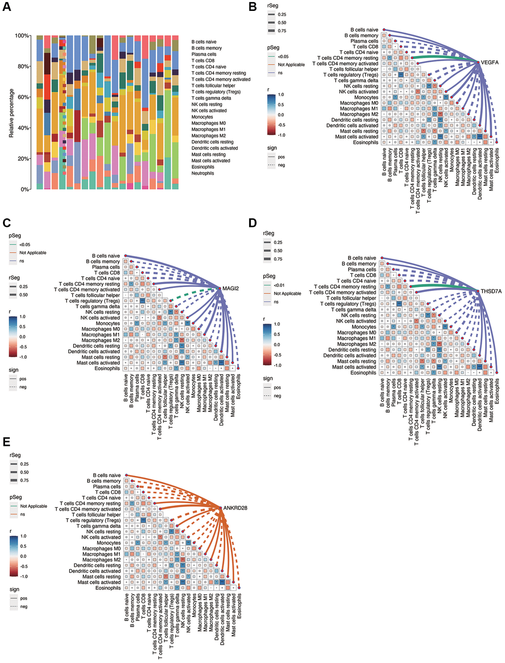 Immunocorrelation analysis in DN. (A) Overview of immune cell infiltration in DN samples. (B–E) Correlation analysis between immune cell populations and the expression of key genes (VEGFA, MAGI2, THSD7A), revealing significant associations and suggesting potential immunomodulatory roles in DN.