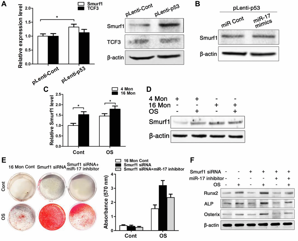 Smurf1 plays an important role in miR-17- mediated osteogenic differentiation of BMMSCs. BMMSCs were lentivirally transduced to upregulate the expression level of P53 (= pLenti-P53) or were transduced as lentiviral control (= pLenti-Cont). miR-17 was stable upregulated in BMMSCs by miR-17 mimics (= miR-17 mimics). miRNA control (= miR Cont). 16 Mon Cont = control BMMSCs, Smurf1 siRNA = downregulated Smurf1 level via si-RNA, miR-17 inhibitor = transfection with anti-miR-17. Statistically analyzed values show the mean ± SD (n = 10). *p A) Real-time PCR and western blot analysis on the expression of Smurf1 and TCF3 after upregulation of p53 (pLenti-p53) in BMMSCs derived from young mice. Normalization to β-actin. (B) Western blot analysis on the expression of Smurf1. Transfection of miR-17 mimics in stable upregulated p53 BMMSCs derived from young mice. Normalization to β- actin. (C, D) Real-time PCR and western blot analysis of Smurf1 expression in osteogenically differentiated BMMSCs from young and old mice. Normalization to β- actin. (E) Alizarin red staining after osteogenic induction for 14 d of BMMSCs derived from old mice with/without siRNA-downregulated Smurf1 level and with/without transfection with miR-17 inhibitor. (F) Western blot analysis on old BMMSCs with/without siRNA-down- regulated Smurf1 level and with/without transfection with anti-miR-17 for the osteogenic markers Runx2, ALP, osterix. Normalization to β-actin.
