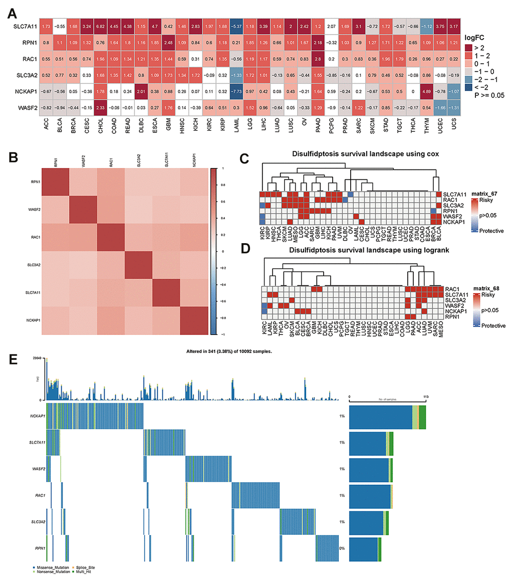 The difference in disulfidptosis genes expression in pan-cancer and survival analyses. (A) Heatmap showing the difference in disulfidptosis gene expression in 31 cancer types from the TCGA database compared with normal paracancerous tissues from the TCGA and GTEx databases. The red and blue indicate high or low expression (pB) Heatmap of the correlation between disulfidptosis genes across cancers. Darker colors represent stronger correlations. (C) Univariate Cox regression analysis was performed on the disulfidptosis gene in pan-cancer, and the p-value and HR value were extracted and displayed using a heat map (R pheatmap package). The gray indicates p>0.05; for p1, and the blue indicates HRD) Kaplan-Meier survival analysis was performed for the disulfidptosis genes in pan-cancer, and a heatmap was performed for display (pheatmap package). p> 0.05 is gray; for pE) Genetic alterations of the disulfidptosis gene in pan-cancer.