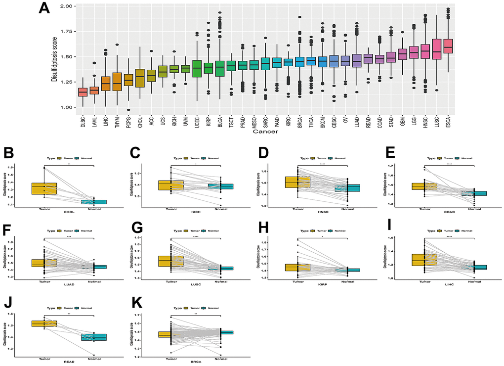 Boxplot of the disulfidptosis score in 33 tumor types and the difference in the disulfidptosis score of paired cancer and adjacent tissues in different tumors. (A) Boxplot of the disulfidptosis score in 33 tumor types. (B–K) Disulfidptosis scores varied between paired cancers and adjacent tissues in various cancers. CHOL (B), KICH (C), HNSC (D), COAD (E), LUAD (F), LUSC (G), KIRP (H), LIHC (I), READ (J), and BRCA (K).