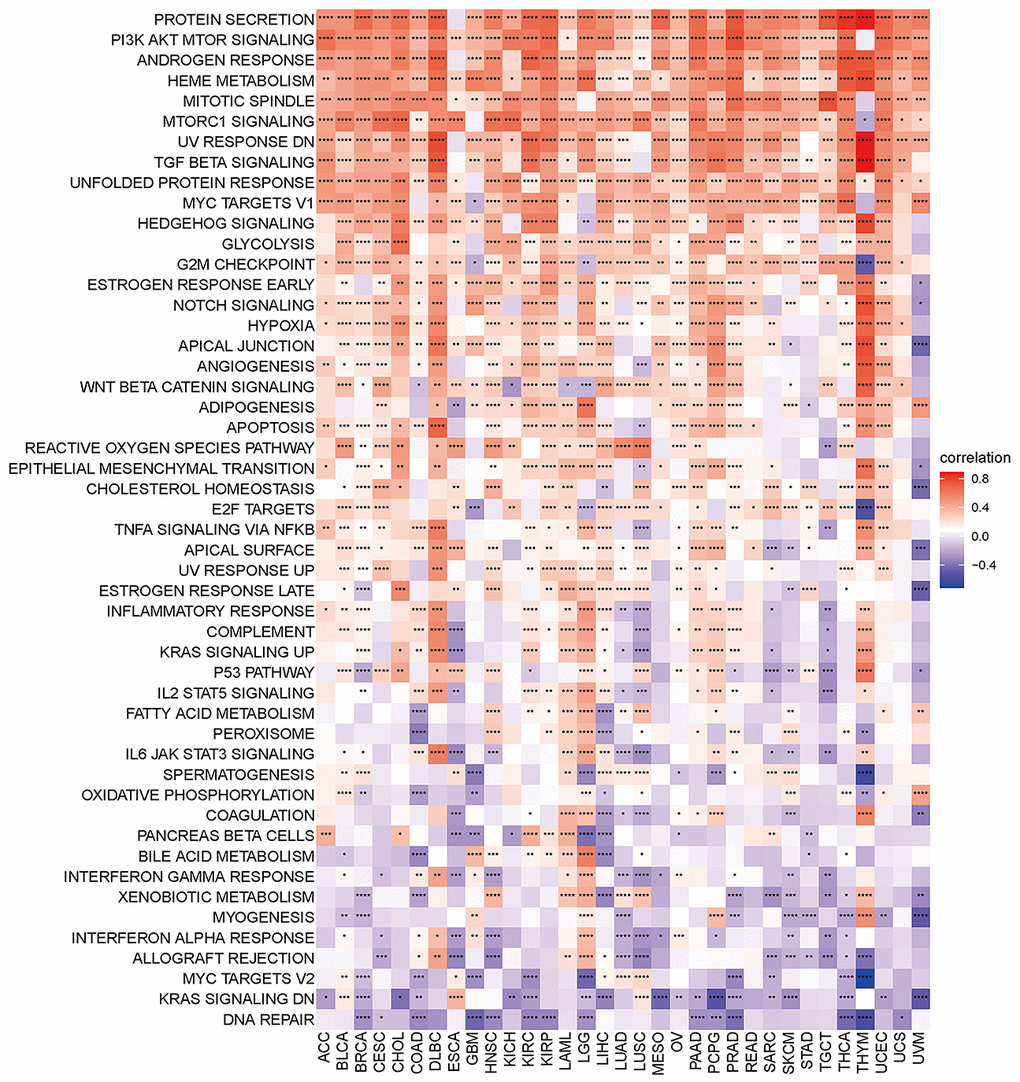 Heatmap of the correlation between the disulfidptosis score and different pathway scores calculated by ssGSEA in 33 cancer types. Red represents positive correlation, blue represents negative correlation, and the darker the color, the stronger the correlation. *p