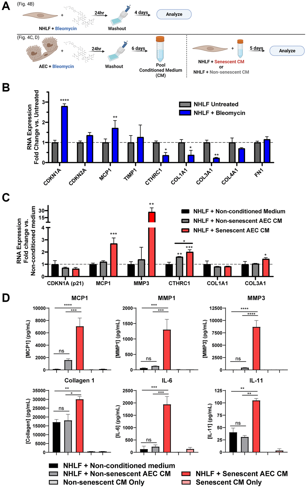 Secreted factors from senescent alveolar epithelial cells potentiate pro-fibrotic gene expression and protein secretion more robustly than direct damage of fibroblasts. (A) Schematic summarizing the experimental protocol of direct damage of NHLFs with bleomycin or indirect treatment of NHLFs by transferring conditioned medium from bleomycin-treated AECs. Image created with https://www.biorender.com/. (B) Treated or untreated NHLF cells were lysed, and qPCR gene expression analysis was performed. Expression of senescence and fibrosis-related matrix and secreted factor genes was assessed, and data were normalized to β2m housekeeper expression using the 2−ΔΔCt method. (C) Senescent or non-senescent AEC conditioned medium or blank AEC medium was diluted 1:3 in fibroblast medium and incubated on NHLFs for 5 days. Cells were lysed for gene expression analysis of senescence and fibrosis-related genes. (D) Supernatants were collected from the treatments described in C and assayed for fibrosis-related secreted proteins by MSD kits. Data are representative of three independent experiments accounting for 3 biological donors of AECs and 2 donors of NHLFs. Statistical analysis was performed using a two-way ANOVA and a Dunnett’s Multiple Comparisons post-test vs. control conditions in GraphPad Prism: *p **p ***p ****p n = 2 technical replicates.