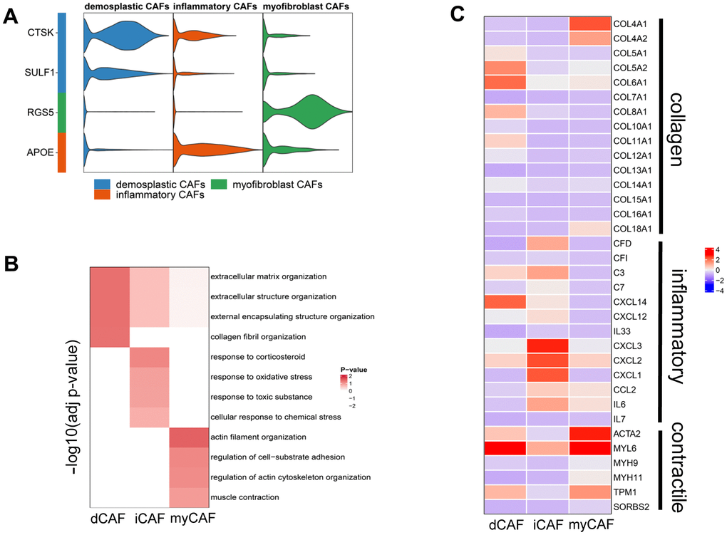 Membrane proteins and biological functions of CAF subgroups. (A) Violin plot showing the expression level of membrane protein markers in CAF subgroups. (B) Enriched gene sets in GO database of CAF subgroups. (C) Heatmap displaying the expression of genes involving the enriched gene sets.
