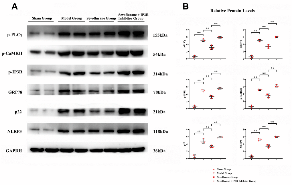 In vitro experiments verified that sevoflurane could mediate the PLCγ/CaMKII/IP3R signaling pathway to inhibit ER stress, oxidative stress and inflammatory response. (A) Protein bands of p-PLCγ, p-CaMKII, p-IP3R, GRP78, P22 and NLRP3 in each group, (B) relative protein expressions of p-PLCγ, p-CaMKII, p-IP3R, GRP78, P22 and NLRP3 in each group. Sham group vs. Model group, Model group vs. Sevoflurane group, Sevoflurane group vs. Sevoflurane + IP3R Inhibitor group, **P