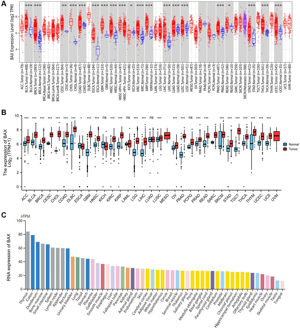 BAX expression levels in human cancers. (A) The expression of BAX from TIMER2.0 database in different cancer types or cancer subtypes. (*p **p ***p B) The BAX expression was showed by R package based on TCGA database. (*p **p ***p C) The RNA expression of BAX in different organs based on HPA dataset.