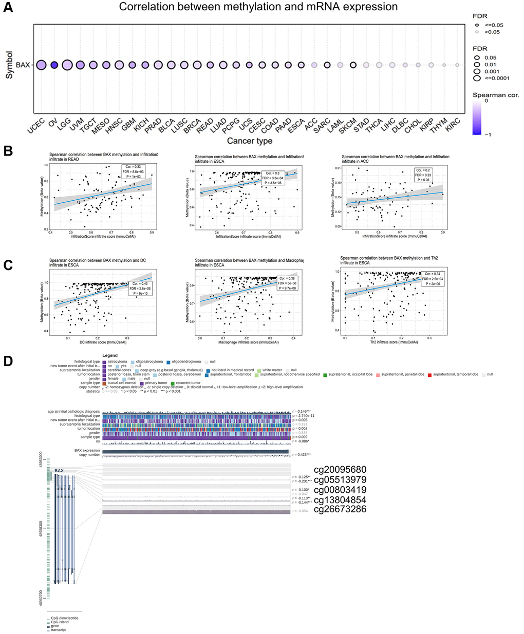 Analysis of BAX methylation in pan-cancer. (A) A Spearman association between BAX methylation and mRNA expression was performed in pan-cancer. (B) The top three with the highest correlation between BAX methylation and immune infiltration. (P C) The top three with the highest correlation between BAX methylation and immune cells in ESCA. (P D) The methylation sites of BAX DNA sequence related to its gene expression.