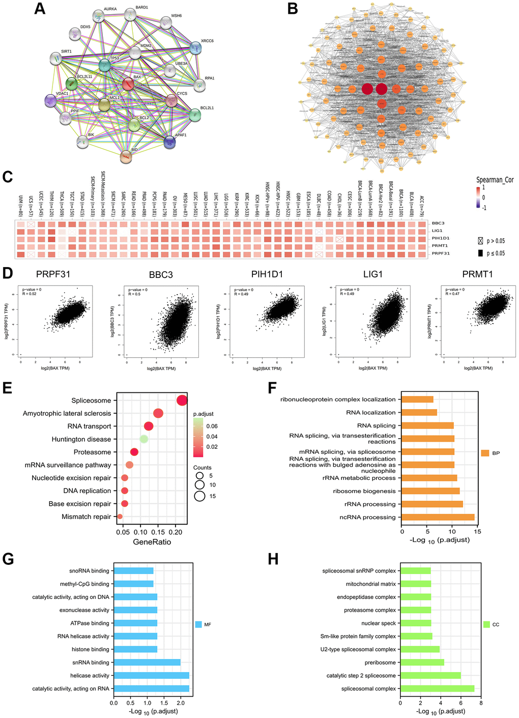 Enrichment analysis of BAX-related gene. (A) Analysis of twenty proteins interacting with BAX through STRING database. (B) Protein–protein interaction network of BAX was performed via the STRING database. (C) The heat map of correlation between BAX and the top 5 genes (PRPF31, BBC3, PIH1D1, LIG1 and PRMT1) in TCGA tumors. (D) Correlation of BAX and the top 5 genes in the cancer types of TCGA. (E) Bubble plot for KEGG pathway analysis. (F–H) GO enrichment analysis of the top 100 genes that associated with BAX expression.