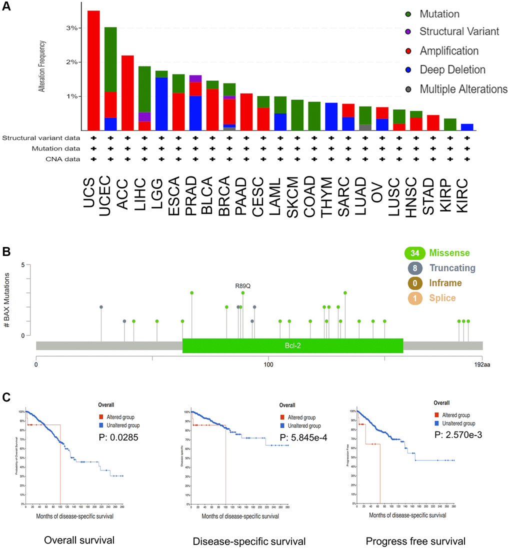 BAX mutation in different cancer types of TCGA. (A) The alteration frequency with mutation type was performed. (B) The mutation sites were performed. (C) The potential relationship between mutation status and OS, DSS and PFS of breast cancer. (p 