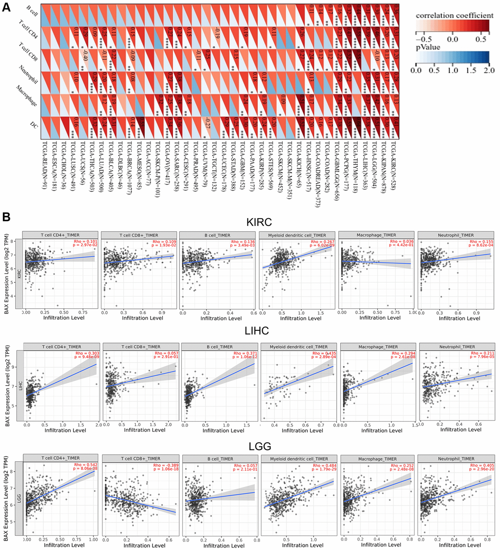 Correlation analysis between BAX expression and the expression degree of immune cells obtained from TCGA. (A) The correlation of BAX expression with six types of immune cells (B cell, CD4+ T cell, CD8+ T cell, neutrophil, macrophage, and myeloid dendritic cell) in pan-cancer. (B) The top three tumors with the highest correlation between the degree of immune infiltration and BAX expression were KIRC, LGG and LIHC via TIMER algorithm. (P 
