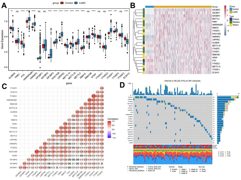 Expression of m6A methylation regulators in early-stage LUAD. (A) Expression boxplot of m6A methylation regulators in early-stage LUAD tissues and normal control tissues. *, P B) Heatmap of m6A methylation regulators expression in early-stage LUAD tissues and normal control tissues. Complete-linkage method combined with Euclidean distance was used to construct clustering. (C) Correlation between m6A methylation regulators. Red and blue represent positive and negative correlation, respectively. (D) Mutation frequency of m6A methylation regulators in early-stage LUAD. The numbers and barplot on the right represent the mutation frequency of each m6A RNA methylation regulator and the proportion of each variant type, respectively.