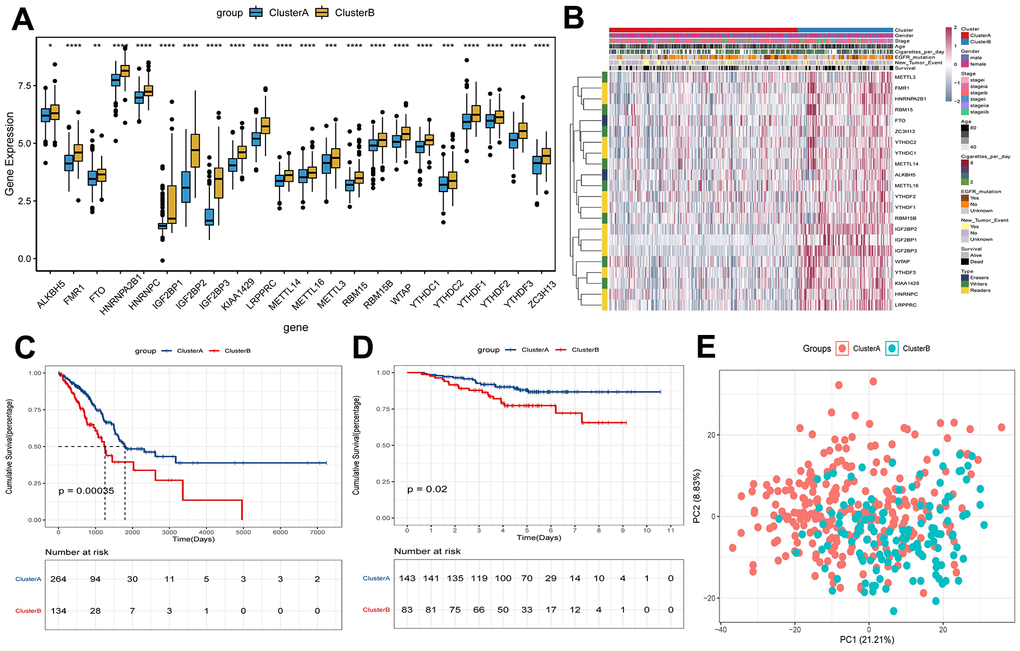 Survival and expression analysis of m6A methylation regulators of early-stage LUAD in clusterA and clusterB subtypes. (A) Expression boxplot of expression of regulatory factors in clusterA and clusterB subtypes in TCGA. *, P B) Heatmap and clinicopathologic features of the clusterA and clusterB subtypes in TCGA. (C) Kaplan-Meier survival curves of clusterA and clusterB subtypes in TCGA; (D) Kaplan-Meier survival curves of clusterA and clusterB subtypes in GEO; (E) PCA was used to analyze gene expression patterns of clusterA and clusterB subtypes in TCGA.