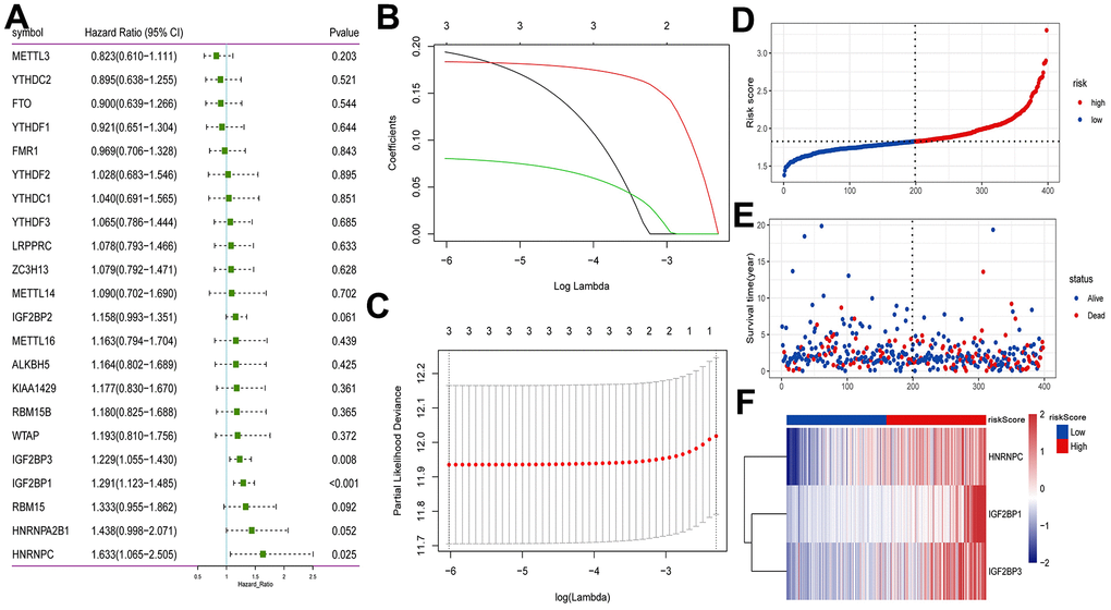 Construction of prognostic model based on m6A methylation regulators in TCGA. (A) Univariate Cox analysis screened out the m6A RNA methylation regulators that were significantly correlated with the prognosis of patients with early-stage LUAD. (B) The LASSO regression model was constructed; (C) the optimal value of the lambda penalty parameter was determined by 10-cross validation; (D) risk score distribution of early-stage LUAD. Red and blue represent high risk score and low risk score, respectively; (E) distribution of overall survival status of early-stage LUAD; (F) heat map of HNRNPC, IGF2BP1 and IGF2BP3. Red indicates above the reference channel. Blue indicates below the reference channel.
