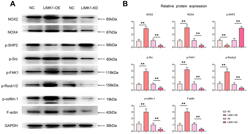 LIMK1 induced oxidative stress in cervical cancer cells, inhibited p-SHP2 and promoted the expression of p-Src, p-FAK, p-ROCK1/2, and p-Cofilin-1. (A) Effects of LIMK1 on the expression of NOX2, NOX4, p-Src, p-FAK, p-ROCK1/2, p-Cofilin-1, F-actin and p-SHP2 proteins in cervical cancer cells. (B) Statistical analysis bar chart of Western blotting. **P