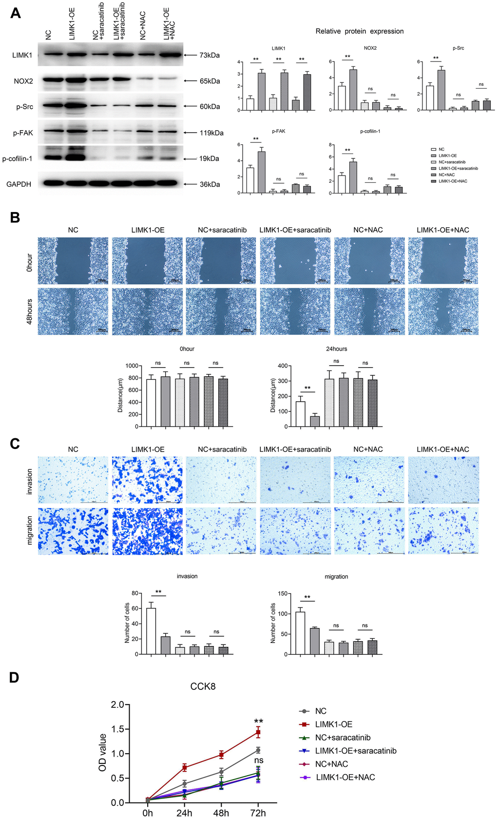 LIMK1 regulated the expression of p-FAK and p-Cofilin-1 proteins by regulating ROS and p-Src. (A) Effect of 5.0 μM Saracatinib or 5 mM NAC-treated SiHa cells on the expression of LIMK1, NOX2, p-Src, p-FAK, and p-Cofilin-1 proteins in cervical cancer cells and histograms of statistical analyses by Western blotting. (B) Plot of the results of the cell scratch experiment and statistics of cell scratch spacing. (C) Graphs of the results of Transwell experiments and statistics on the number of cells migrating and invading. (D) CCK8 experimental results are plotted. **PnsP>0.05 indicates that the difference is not statistically significant.