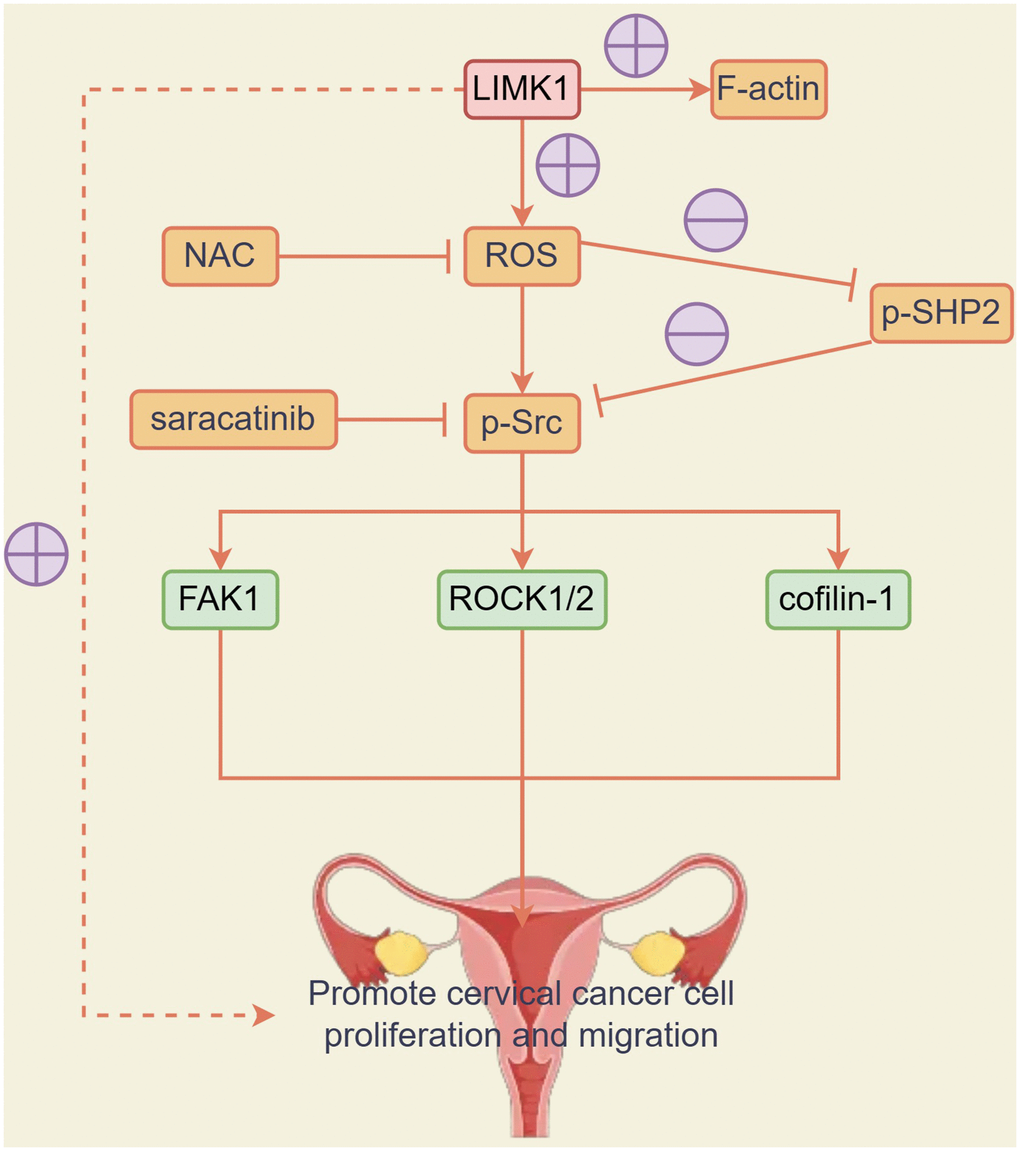 LIMK1 promoted the expression of F-actin and promoted the development of cervical cancer by regulating the oxidative stress/Src-mediated p-FAK/p-ROCK1/2 /p-Cofilin-1 pathway.