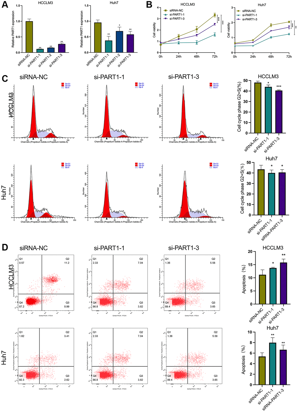 PART1 promotes proliferation and inhibits apoptosis of HCC cells. (A) The relative expression of PART1 was measured by RT-qPCR in HCCLM3 and Huh7 cells transfected with siRNA-PART1.1, -PART1.2, and -PART1.3. (B) CCK-8 assay was conducted to evaluate the proliferation of HCCLM3 and Huh7 cells transfected with siRNA-PART1.1 and -PART1.3. (C, D) The cell cycle and cell apoptosis rate of HCCLM3 and Huh7 cells transfected with siRNA-PART1.1 and -PART1.3 were assessed by flow cytometry analysis. *p **p ***p 