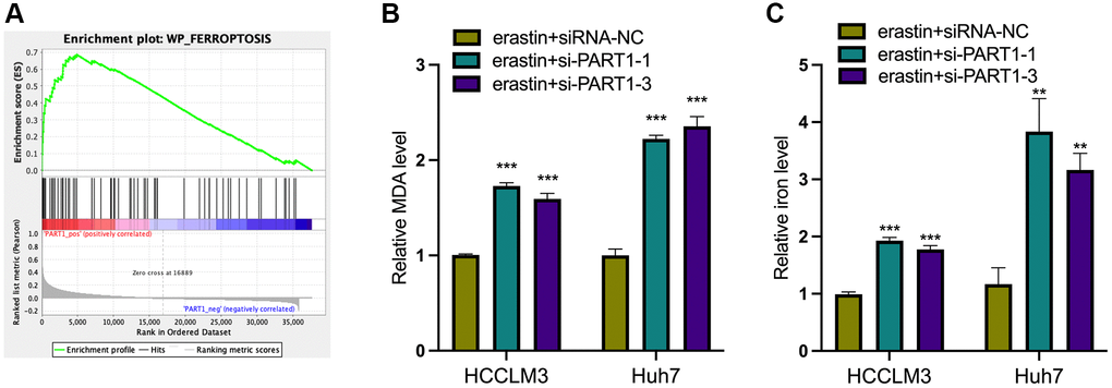 PART1 protects HCC cells against erastin-induced ferroptosis. (A) GSEA of the WP