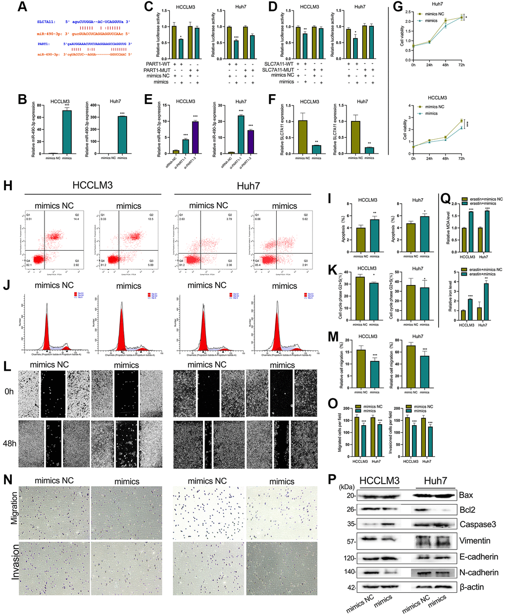 PART1 promotes HCC progression and inhibits ferroptosis by sponging miR-490-3p. (A) The interaction of miR-490-3p with PART1 and SLC7A11 predicted by ENCORI and LncBase v2 database. (B) The relative expression of miR-490-3p detected by RT-qPCR in HCCLM3 and Huh7 cells treated with miR-490-3p mimics or mimics NC. (C, D) Results of dual-luciferase reporter assay for miRNA-490-3p targeting PART1 and SLC7A11 mRNA 3'-UTR in HCCLM3 and Huh7 cells, respectively. (E) The relative expression of miR-490-3p in HCCLM3 and Huh7 cells transfected with siRNA-PART1.1 and -PART1.3. (F) The relative expression of SLC7A11 detected by qPCR in HCCLM3 and Huh7 cells treated with miR-490-3p mimics or mimics NC. (G) The cell proliferation was measured by the CCK-8 assays in HCCLM3 and Huh7 cells treated with miR-490-3p mimics or mimics NC. (H–K) The cell apoptosis and cell cycle were assessed by flow cytometry analysis in HCCLM3 and Huh7 cells treated with miR-490-3p mimics or mimics NC. (L, M) The migration was examined by wound healing assays in HCCLM3 and Huh7 cells treated with miR-490-3p mimics or mimics NC. (N, O) The cell migration and invasion were detected by Transwell assays (40 × objective lens) in HCCLM3 and Huh7 cells treated with miR-490-3p mimics or mimics NC. (P) The apoptosis and EMT-related proteins were detected by Western blotting. (Q) The relative levels of MDA and iron in HCCLM3 and Huh7 cells treated with miR-490-3p mimics or mimics NC in the erastin-induced ferroptosis assay. *p **p ***p 
