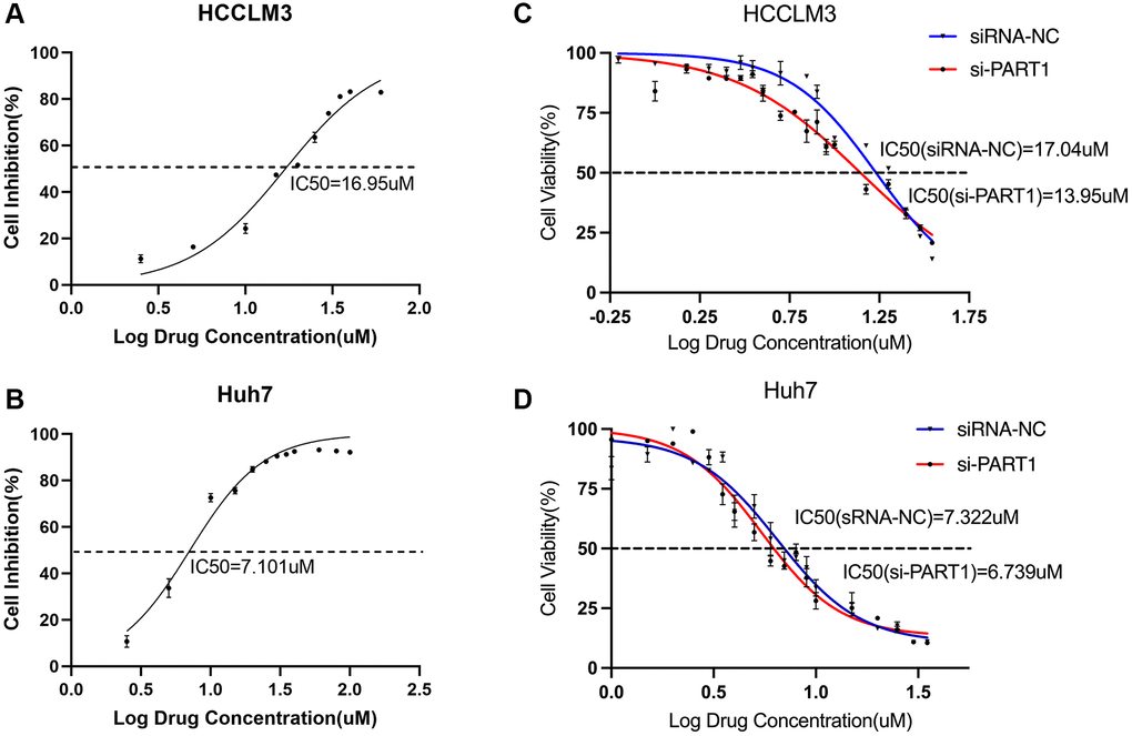 Targeting the PART1/miR-490-3p/SLC7A11 axis enhances sorafenib sensitivity in HCC cells. (A, B) The IC50 values were measured by the CCK-8 assays in the HCCLM3 and Huh7 cells. (C, D) CCK-8 assays tested the IC50 values of sorafenib in HCCLM3 and Huh7 cells transfected with siRNA-PART1.1.
